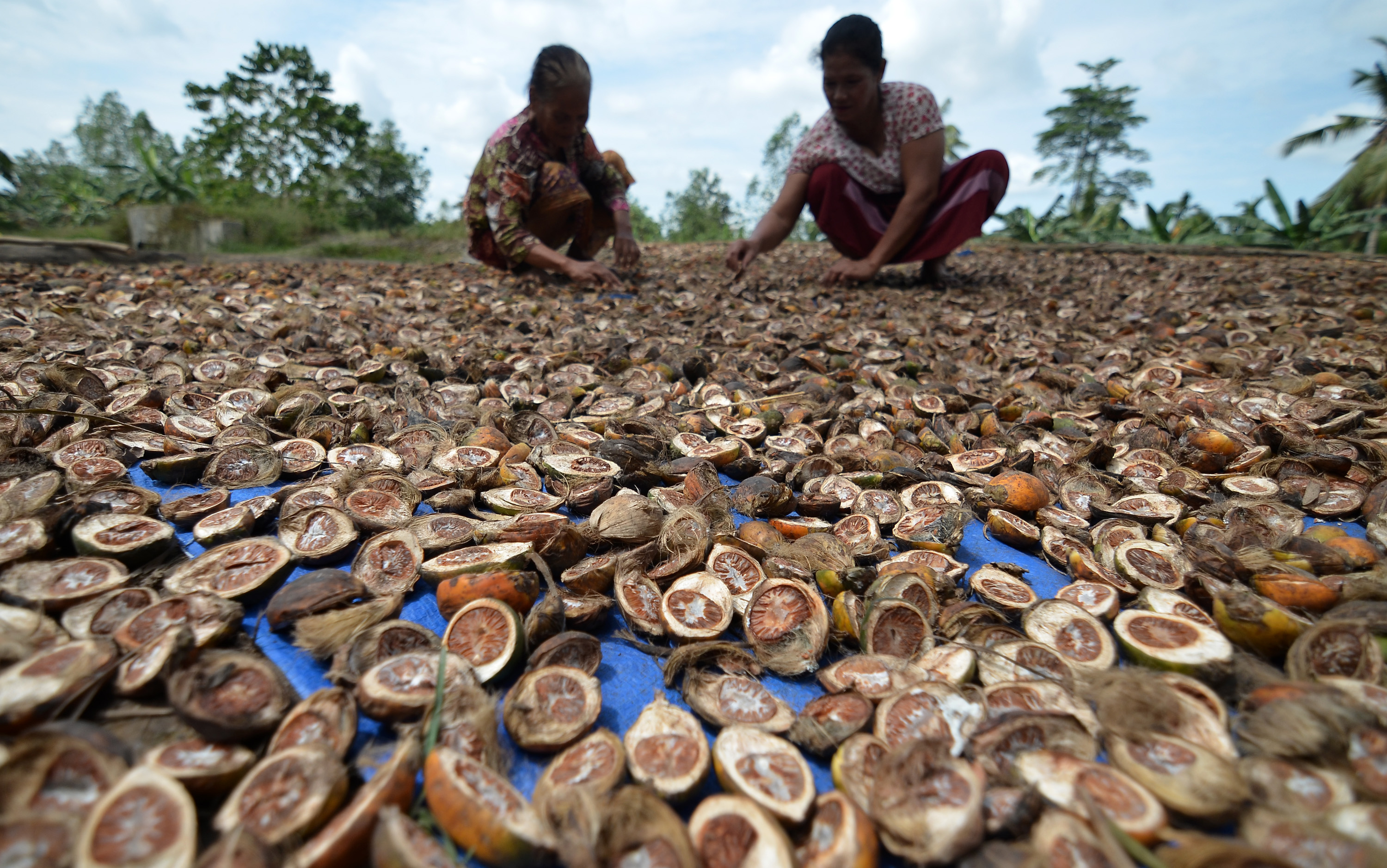 Warga menata buah pinang yang telah dibelah saat penjemuran di Desa Sabak Ilir, Muara Sabak, Tanjung Jabung Timur, Jambi, Rabu (18/2)