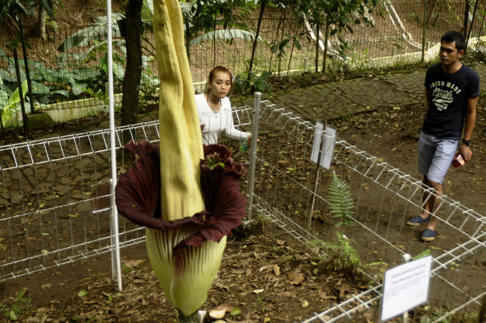 Warga memperhatikan tumbuhan Amorphophallus Titanium atau bunga bangkai raksasa yang mengalami fase mekar di Taman Hutan Raya Juanda (Tahura) IR. H. Juanda, Bandung, Jawa Barat, (16/2)