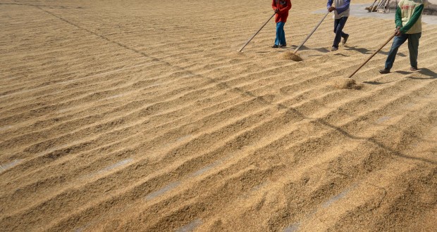 Harga-Gabah-Kering-160914-AHP-1-620x330