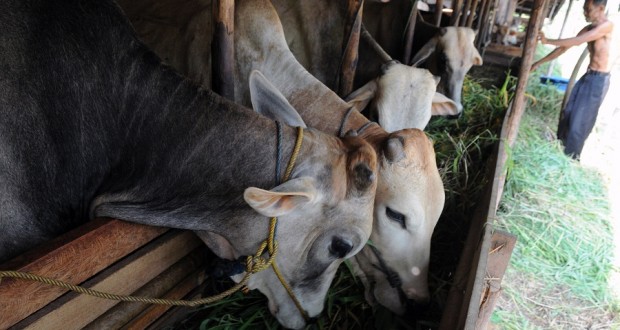 Harga-Sapi-Kurban-270913-FBA-11-620x330