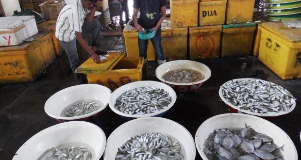 Pembangunan-Sentra-Perikanan-141014-ms-2-620x330