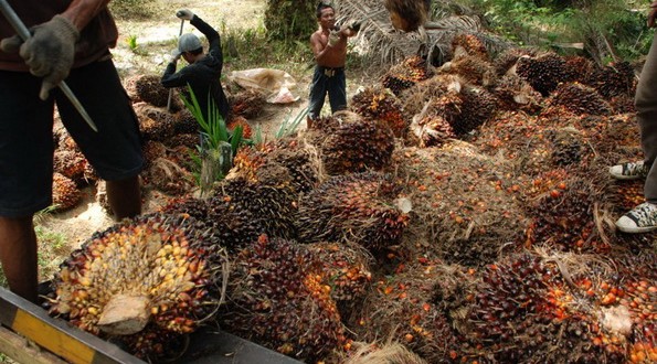 sawit211009resize-595x330