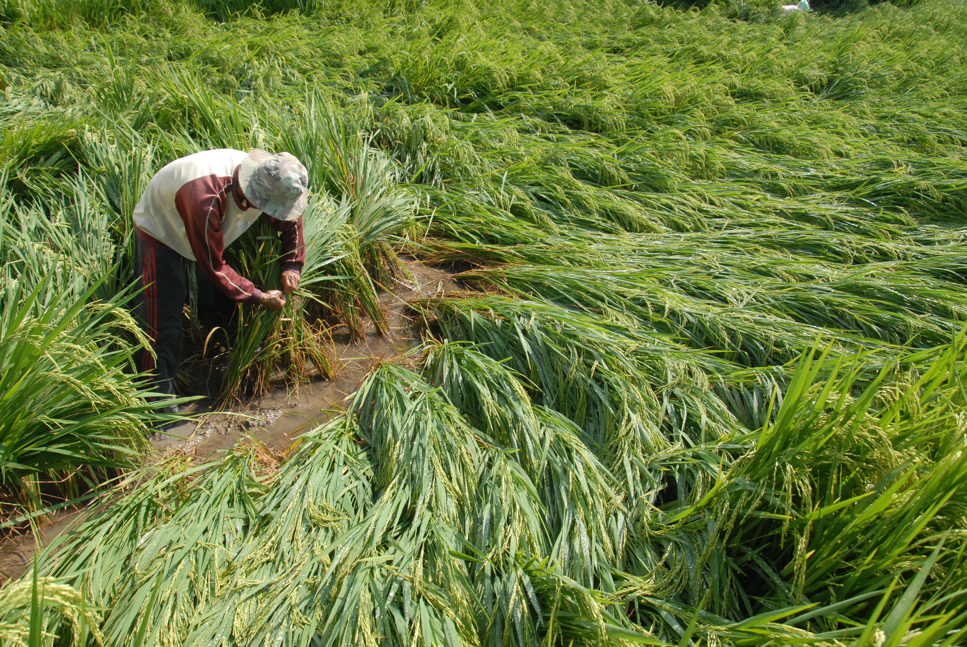 Petani berusaha menegakkan tanaman padi yang roboh akibat diterjang angin puting beliung di Desa Tanjung, Pademawu, Pamekasan, Jatim, Selasa (3/3)