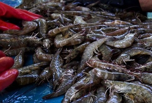 20130402Panen-Udang-Vannamei-020413-SK-5xx1-485x330