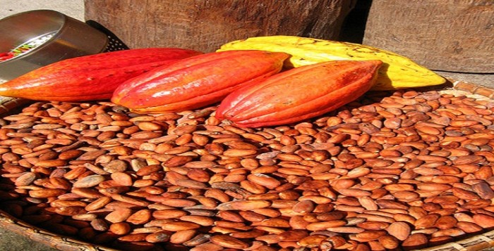 cocoa-flickr2-700x357