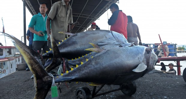 Ekspor-Ikan-Tuna-01112014-IZ-2-620x330
