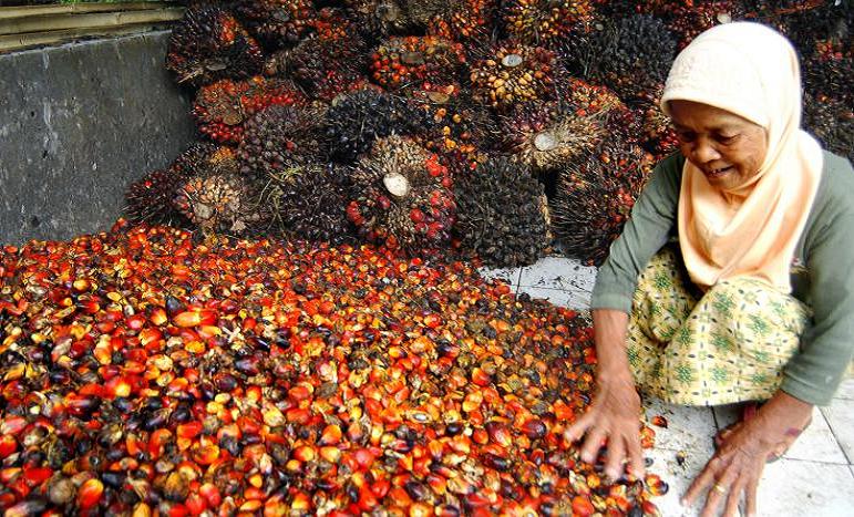 Petani plasma sawit warga Kampung Kaludan, Kaduberang, Picung, Pandeglang, Banten, menyortir biji kelapa sawit usai dipanen, di Pandeglang,