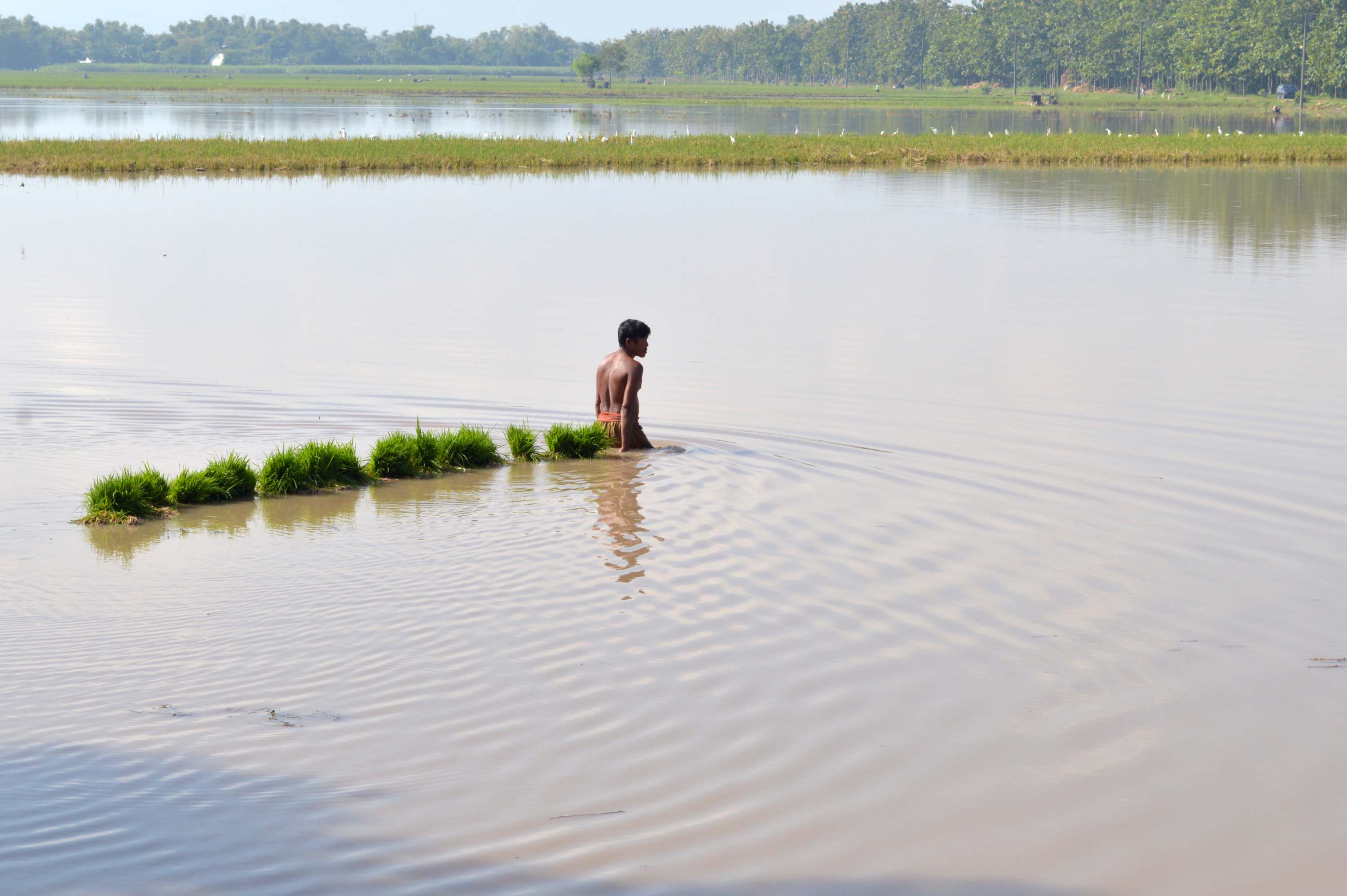 Petani mengamankan bibit tanaman padi yang hendak ditanam saat banjir merendam persawahan di Desa Garon, Kec. Balerejo, Kab. Madiun, Jatim, Sabtu (4/4).