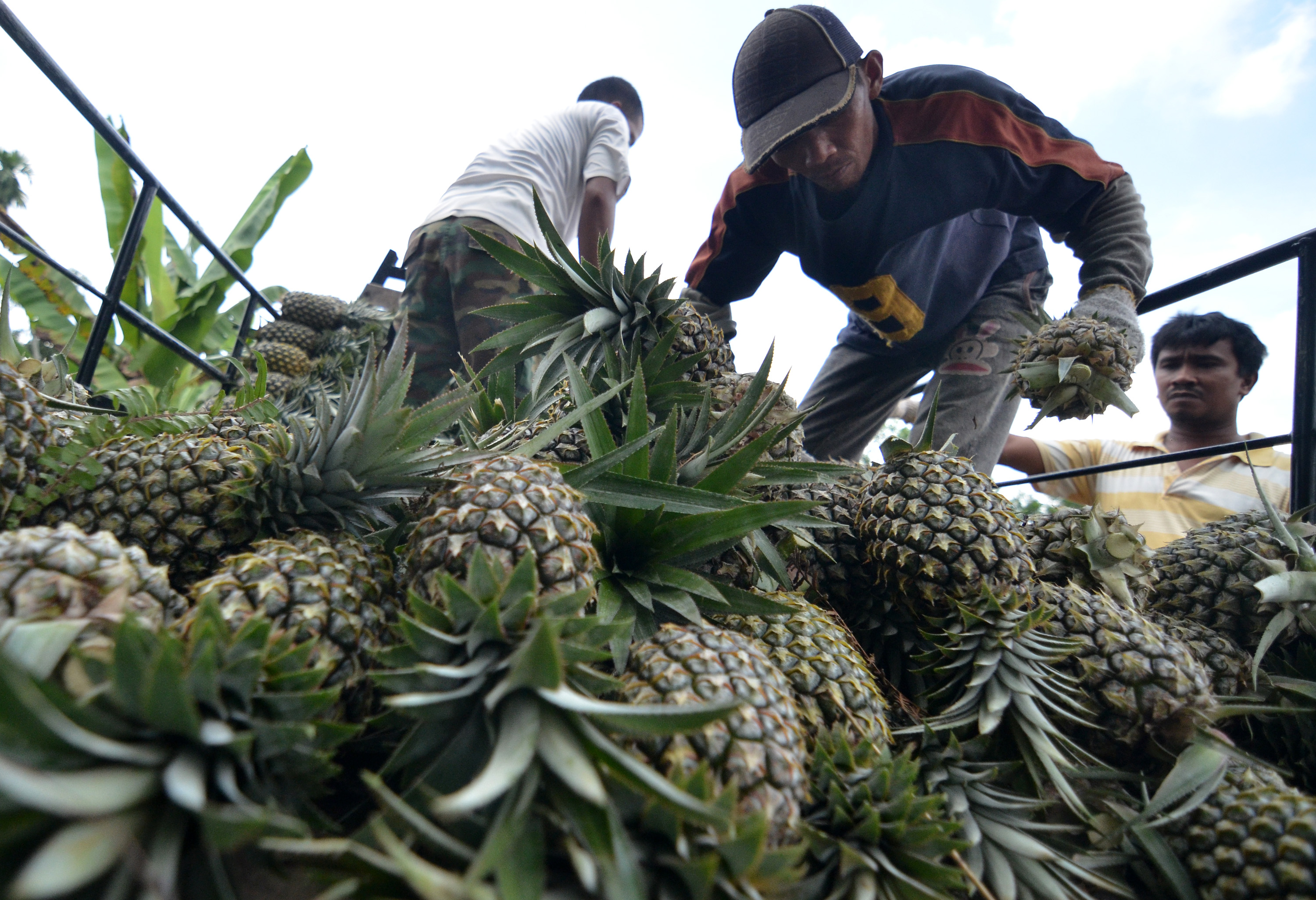 Pekerja menyusun nanas hasil panen di sentra perkebunanan nanas Tangkit Baru, Sungai Gelam, Muarojambi, Jambi, Kamis (16/4)