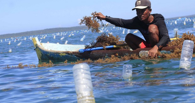 rumput laut
