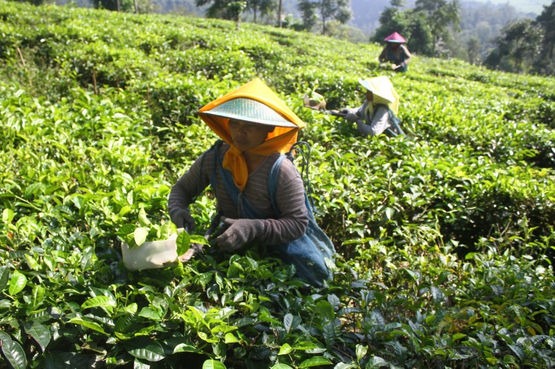 Sejumlah buruh memetik teh organik di perkebunan teh Jamus, Ngawi, Jawa Timur, Sabtu (30/5).