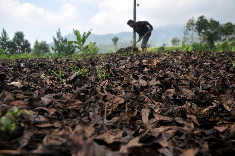 Pekerja menjemur daun cengkeh di Desa Rembul,