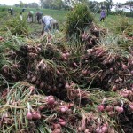 bawang merah