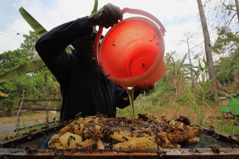 Peternak lebah memanen madu di desa Lumbang, Probolinggo, Jawa Timur, Kamis (9/7)