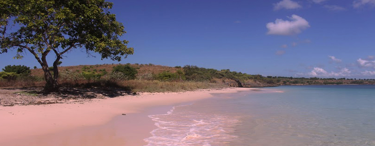 Pink Beach_Vibizmedia_Cover