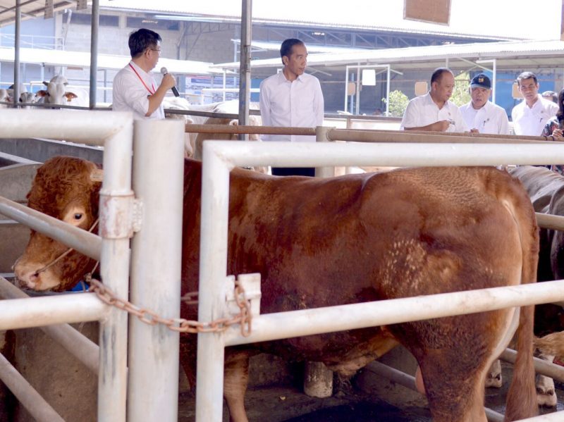 Presiden Joko Widodo meninjau proses pembibitan sapi potong yang berkualitas di PT Karya Anugerah Rumpin, Cibodas