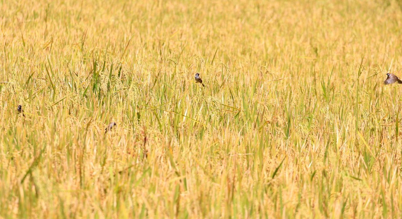 Sawah di Tipang, Bakara Kecamatan Bakti Raja Provinsi Sumatera Utara