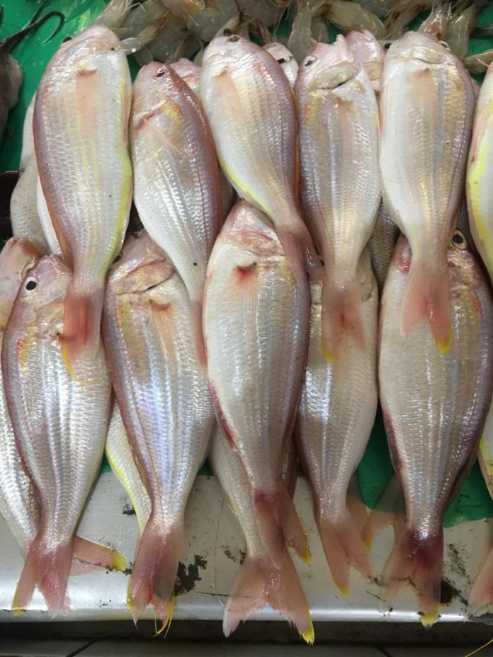 Ikan basah (Foto Fanya VM)