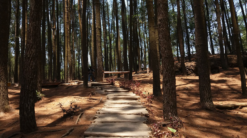 Gaya Foto Prewedding Di Hutan Pinus - gaya foto