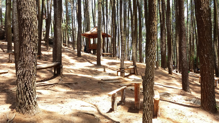 hutan mangunan imogiri