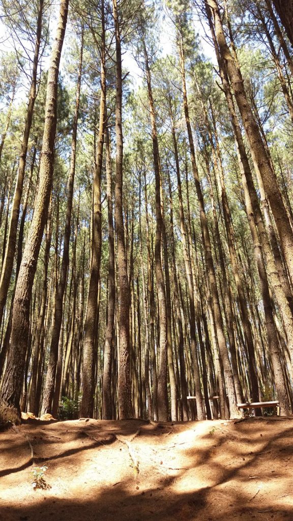 hutan mangunan imogiri