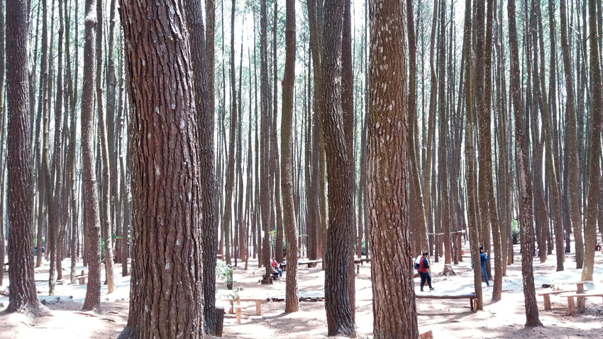 hutan mangunan imogiri
