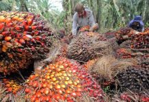 kelapa sawit