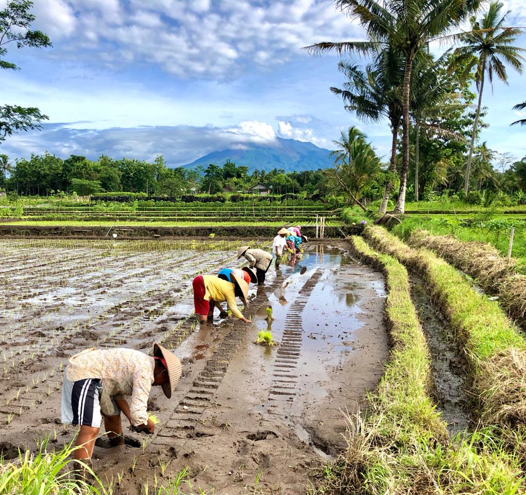 Menikmati Suasana Sawah Di Kaki Gunung Merapi Vibizmedia Com