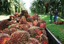 Kelapa Sawit