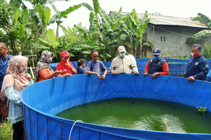 Posko Karang Taruna Kecamatan Cibinong kembangkan budidaya lele