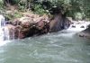 Hutan Kemenyan
