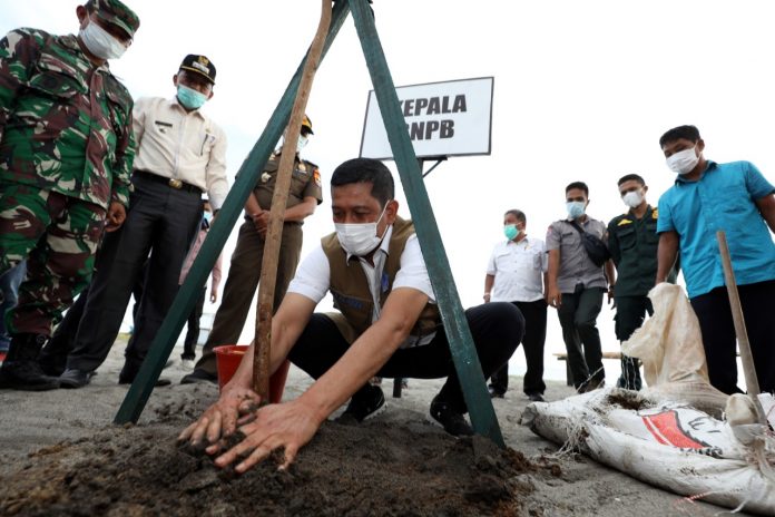 Kepala BNPB Letjen TNI Dr. (H.C.) Doni Monardo memberikan pupuk untuk tanaman ketapang yang ditanam di pelataran Pantai Kata, Desa Taluk, Kota Pariaman, Sumatera Barat