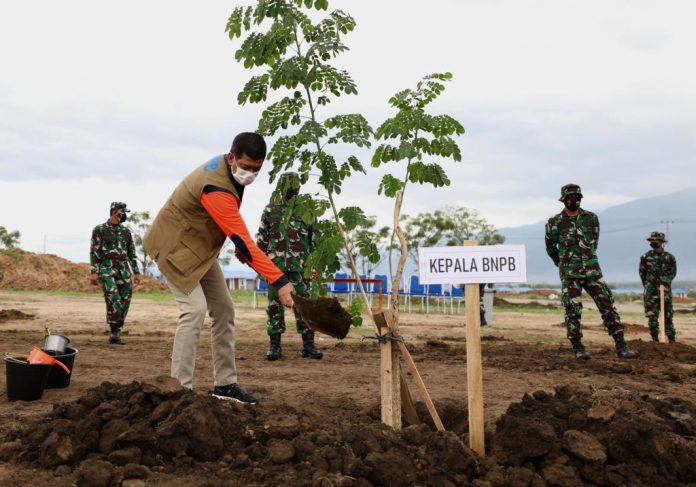 Kepala Badan Nasional Penanggulangan Bencana Letjen TNI Dr. (H.C.) Doni Monardo menanam bibit pohon trembesi di kawasan hunian tetap di Kabupaten Sigi