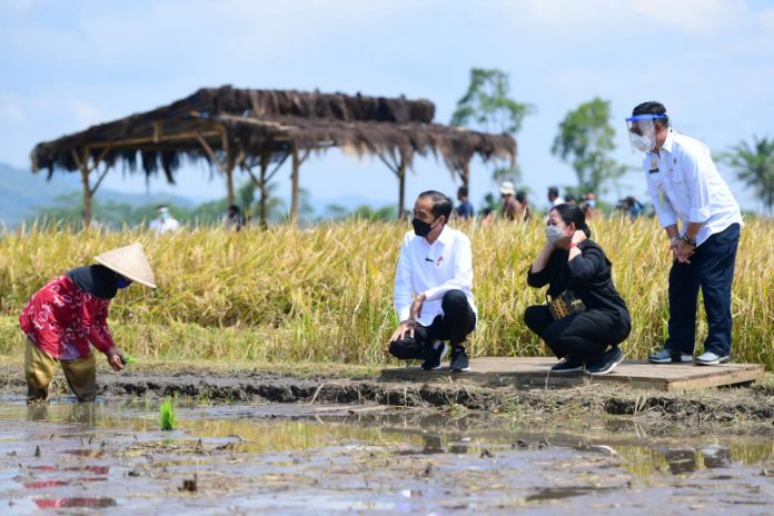 Presiden Joko Widodo meninjau panen dan tanam padi di Desa Kanigoro, Kecamatan Pagelaran, Kabupaten Malang di Provinsi Jawa Timur