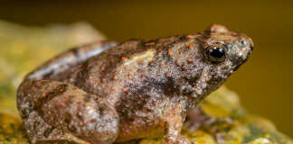 Katak (Foto : Lembaga Ilmu Pengetahuan Indonesia)