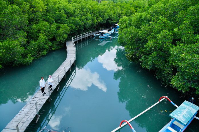 Presiden Joko Widodo dan Ibu Negara Iriana Joko Widodo bersama rombongan meninjau hutan mangrove di Taman Hutan Raya Ngurah Rai