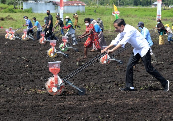 Presiden Joko Widodo menanam benih jagung dengan para petani di Kelurahan Klamesen, Kecamatan Mariat, Kabupaten Sorong, pada Senin, 4 Oktober 2021