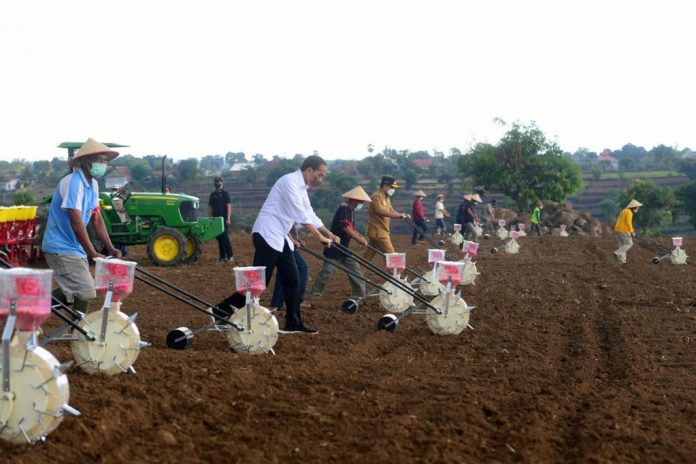 Presiden Joko Widodo melakukan penanaman jagung di area pertanian di Kecamatan Kelara, Kabupaten Jeneponto, pada Selasa, 23 November 2021.