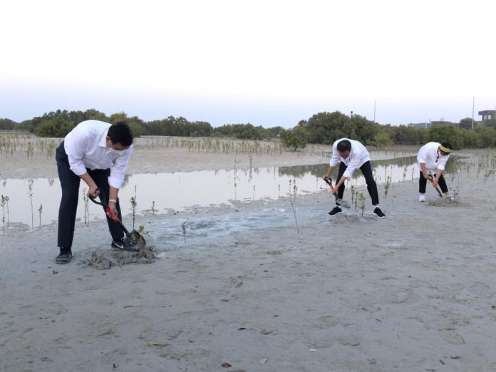 Presiden Joko Widodo meninjau Jubail Mangrove Park yang terletak di Pulau Al Jubail, Abu Dhabi, Persatuan Emirat Arab (PEA), pada Rabu sore, 3 November 2021.