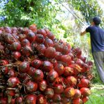 HR CPO Turun, Sementara Harga Kakao Melonjak Tajam di Agustus 2026