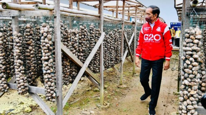 Presiden Joko Widodo melepas komoditas pinang biji untuk diekspor di pabrik CV Indokara, Kabupaten Muaro Jambi, Provinsi Jambi, Kamis, 7 April 2022. Harga Komoditas