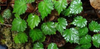 Begonia willemii (Dok. BRIN)