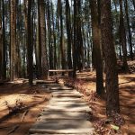 hutan pulau jawa unit karbon