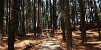 hutan pulau jawa unit karbon