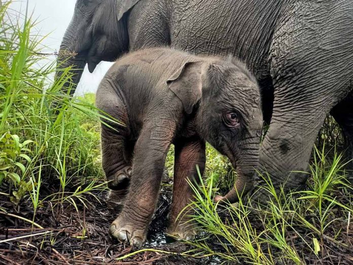 bayi gajah sumatera