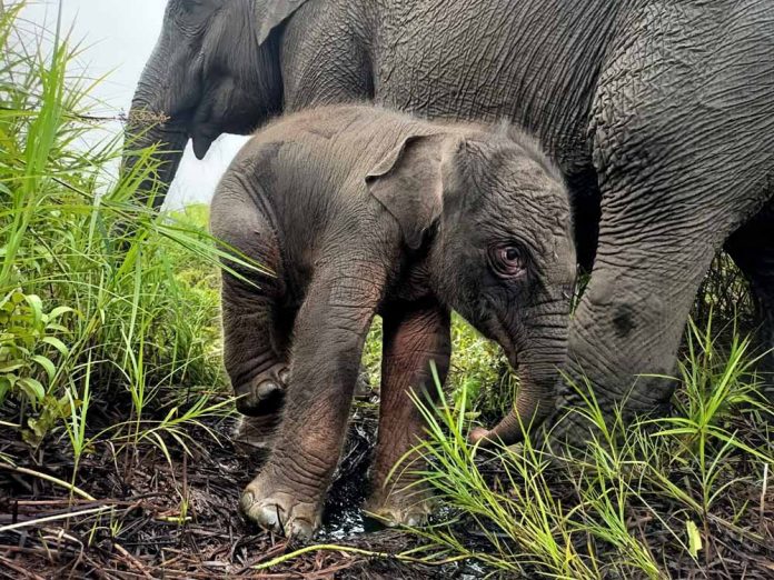 bayigajahsumatera bayi gajah sumatera