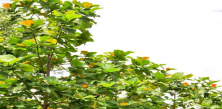 Gambar. Jabon Merah di Balai Penelitian Kehutanan Manado