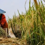 Indonesia Swasembada Delapan Komoditas, Fondasi Kedaulatan Pangan Kian Kuat Petani