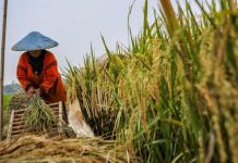 Indonesia Swasembada Delapan Komoditas, Fondasi Kedaulatan Pangan Kian Kuat Petani