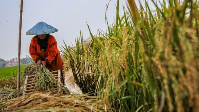Petani